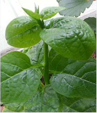 Malabar Spinach (pui shak) per bunch