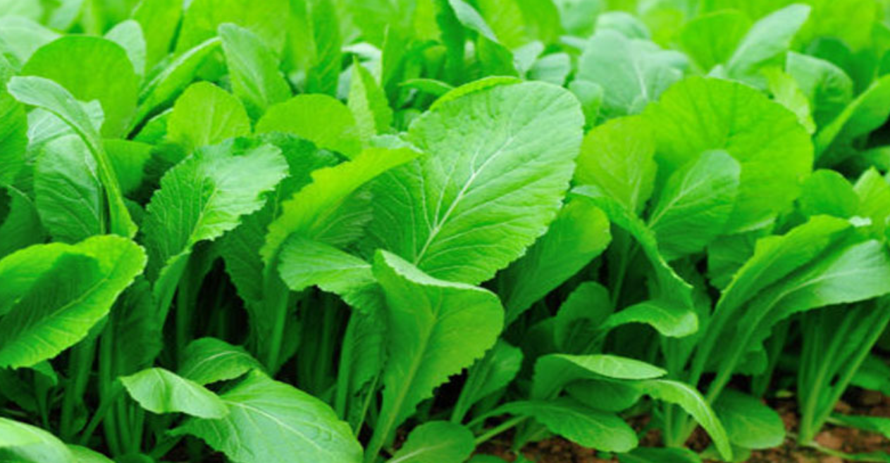 Mustard Spinach (shorisha shak) per bunch