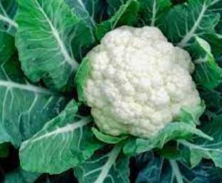 Cauli Flower (fulkopi) per piece