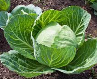 Cabbage (badhakopi) per piece