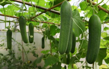 Cucumber (shohsa) per kg