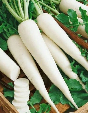 Radish (mula) per kg