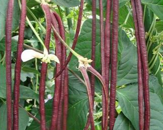 Long Bean (borboti) per kg