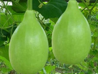 Bottle Gourd (Lau) per piece