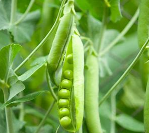 Green Peas (motorshuti) per kg