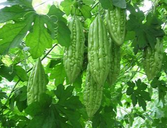 Bitter Gourd (korola) per kg