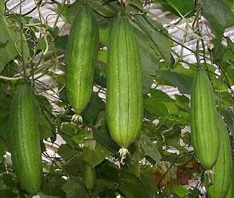 Sponge Gourd (dhundol) per kg