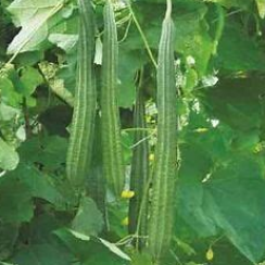 Ridge Gourd (jhinga) per kg