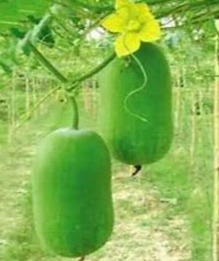 Wax Gourd (jali kumra) per piece