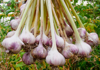 Local Garlic (deshi roshun) per kg