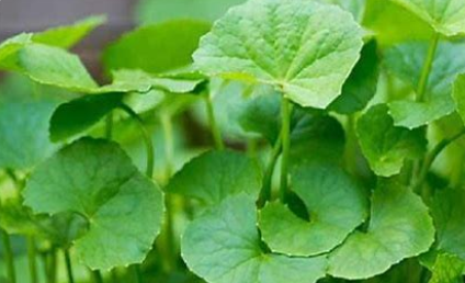 Pennywort Leaves (thankuni pata) per bunch