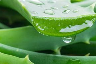 Aloe Vera per pc