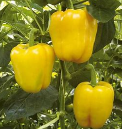 Yellow Capsicum per 100gm