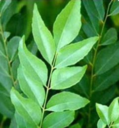 Henna Leaves (mahandi pata) per bunch