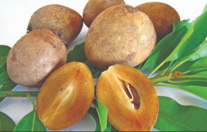 Sapodilla (sofeda) 1kg