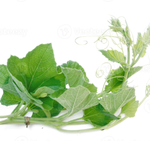 GOURD LEAF 1bunch