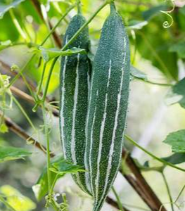 SNAKE GOURD 1KG
