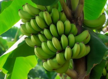 GREEN BANANA/PLANTAINS 4PCS