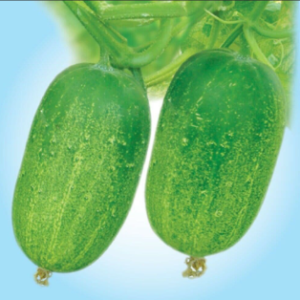 SHORT CUCUMBER 1KG