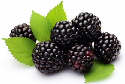 MULBERRY 1KG