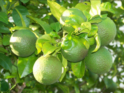 SWEET LIME 1KG