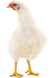 LIVE BROILER CHICKEN (PROCESSED) 1KG