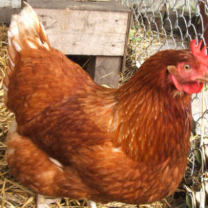 LIVE LAYER CHICKEN (PROCESSED) 1KG